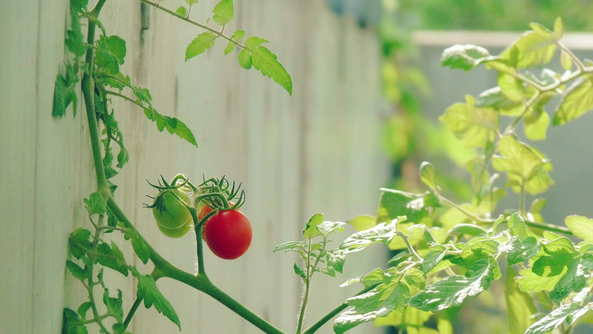 ミニトマトの葉っぱが白い原因と対策・うどんこ病とハモグリバエ