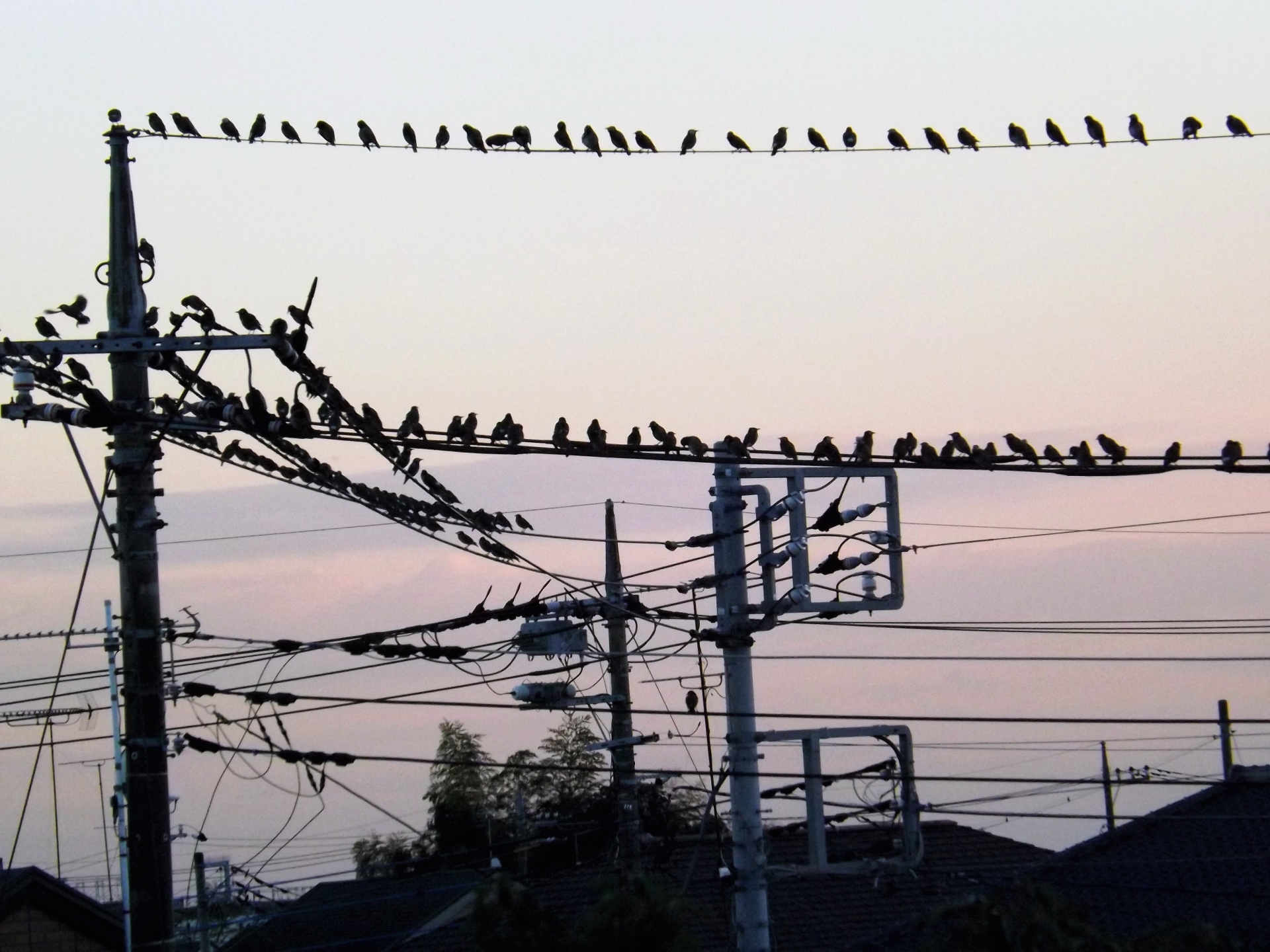 鳥が電線に大量にとまる理由と対策は？根本的な解決は困難かも